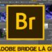 Adobe bridge là gì