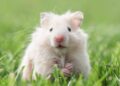Cách phân biệt chuột hamster đực cái