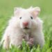 Cách phân biệt chuột hamster đực cái