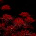 Hoa loa kèn nhện đỏ