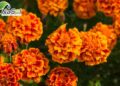 marigold là hoa gì