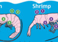Sự khác nhau giữa shrimp và prawn