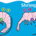 Sự khác nhau giữa shrimp và prawn